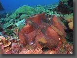 Palau4.jpg