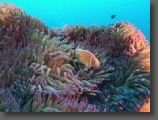 Palau6.jpg